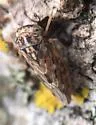 Liocratus moniliferae - photo 3