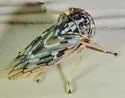 Liocratus moniliferae - photo 4