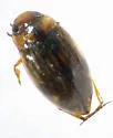 Liodessus affinis - Liodessus affinis