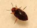 Liodessus affinis - photo 2