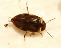 Liodessus affinis - photo 3