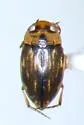 Liodessus affinis - photo 4