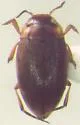 Liodessus affinis - photo 5