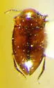 Liodessus cantralli