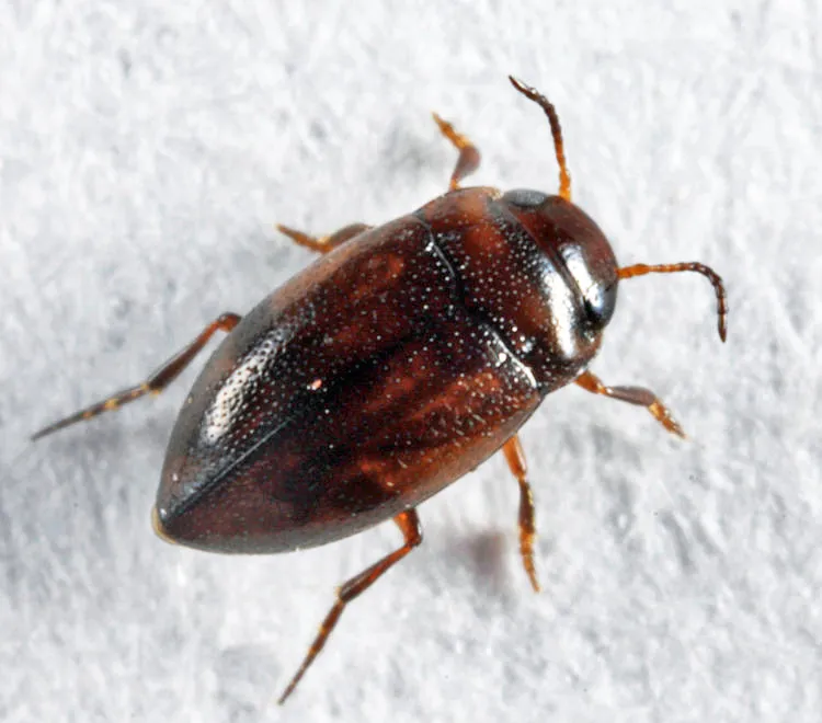 Liodessus crotchi - photo 2