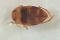 Liodessus flavicollis
