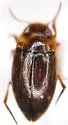 Liodessus noviaffinis