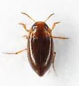 Liodessus noviaffinis - photo 2