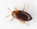 Liodessus noviaffinis - photo 3