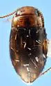 Liodessus noviaffinis - photo 4
