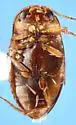 Liodessus noviaffinis - photo 5