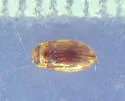 Liodessus obscurellus
