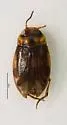 Liodessus obscurellus - photo 2