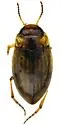 Liodessus obscurellus - photo 3