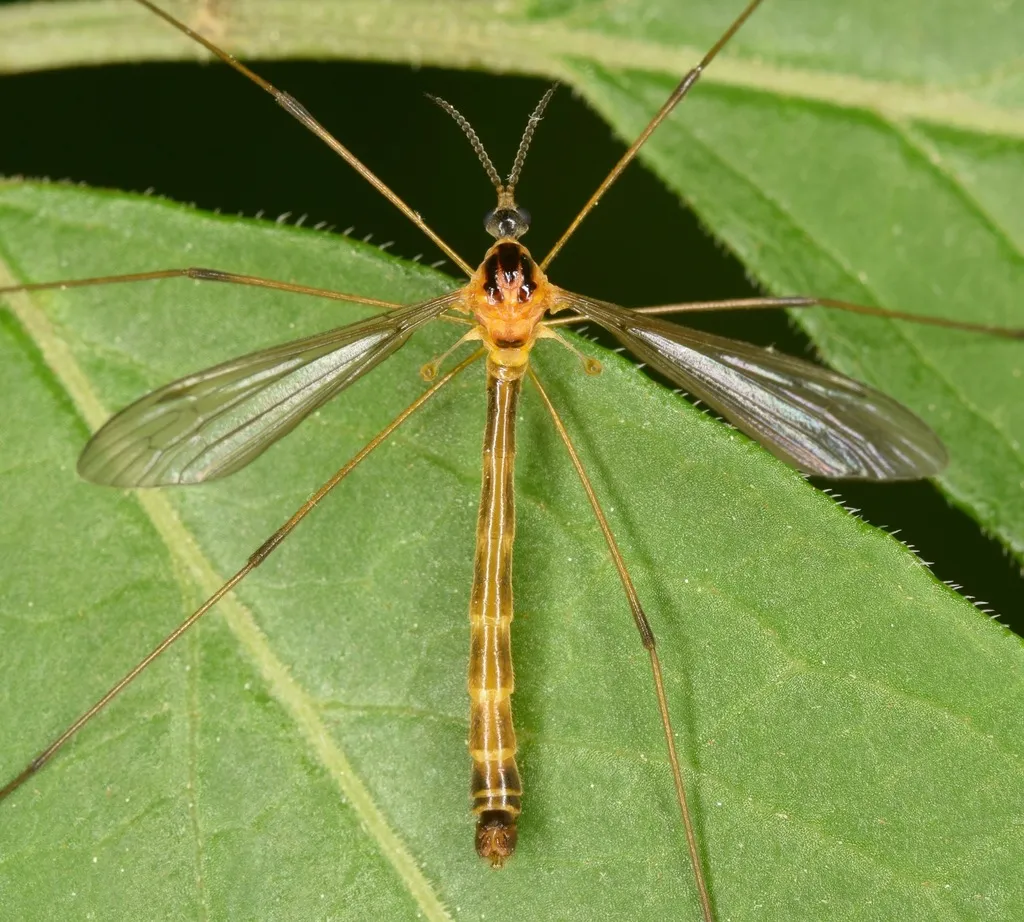 Liogma nodicornis - photo 2