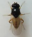 Liohippelates bicolor
