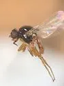 Liohippelates bicolor - photo 3