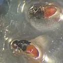 Liohippelates bicolor - photo 5