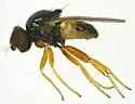 Liohippelates collusor