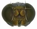 Liohippelates collusor - photo 2