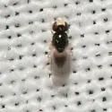 Liohippelates pallipes