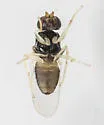 Liohippelates pallipes - photo 3