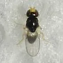 Liohippelates pallipes - photo 4