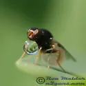 Liohippelates pusio - photo 2