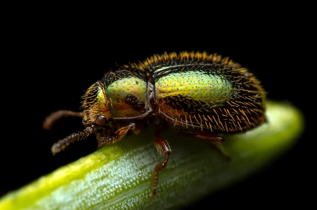 Lioligus nitidus - photo 2
