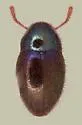 Lioligus pallidus
