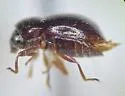 Lioligus pallidus - photo 3