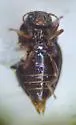Lioligus pallidus - photo 4