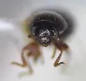 Lioligus pallidus - photo 5