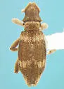 Liometophilus manni - photo 2