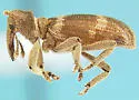 Liometophilus manni - photo 3
