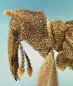 Liometophilus manni - photo 4