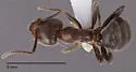 Liometopum apiculatum - photo 4