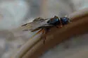 Velvety Tree Ant
