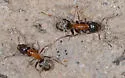 Velvety Tree Ant - photo 2