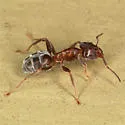 Velvety Tree Ant - photo 3