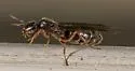 Velvety Tree Ant - photo 4