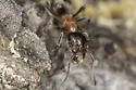 Velvety Tree Ant - photo 5