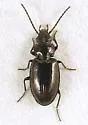 Lionepha australerasa