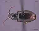 Lionepha casta