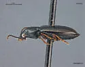 Lionepha casta - photo 2