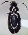 Lionepha erasa 0