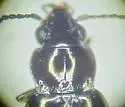 Lionepha erasa 0 - photo 3