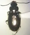Lionepha probata