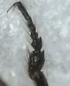 Lionepha probata - photo 3