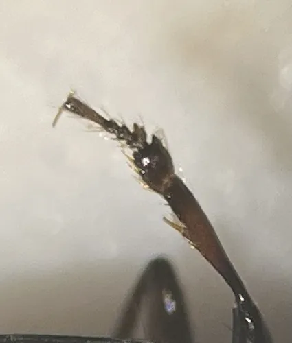 Lionepha tuulukwa
